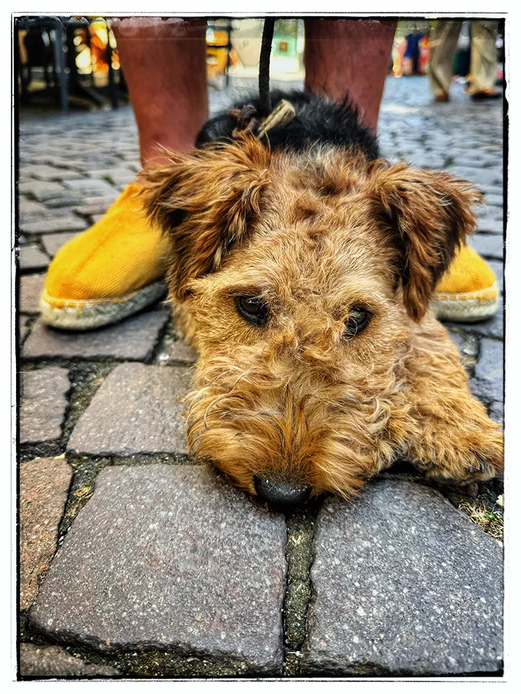 Dog Streetfotography Handy Workshop